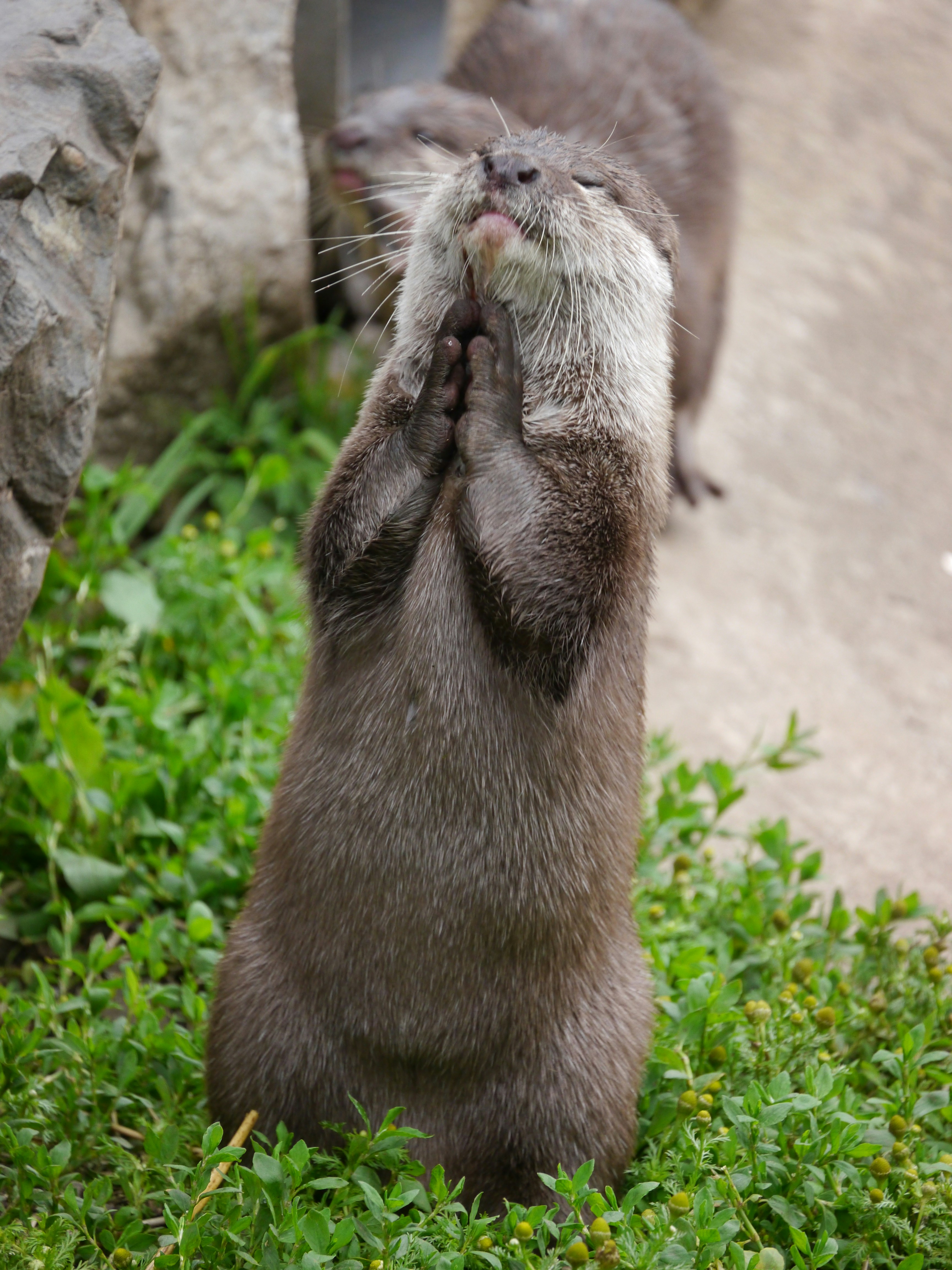 otter praying
