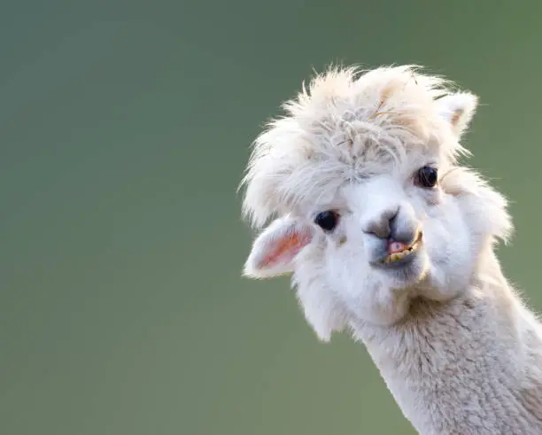 Image of a Llama staring at camera