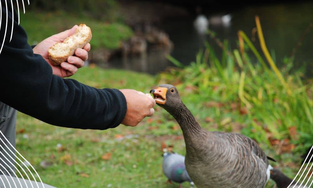 A hungry hungry duck
