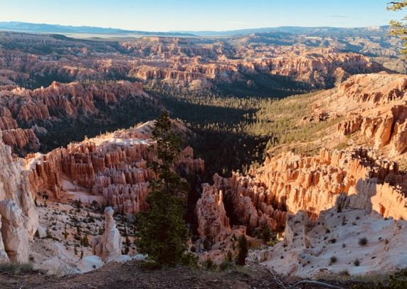 View of a forest in a mountain range