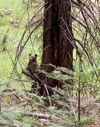 Bear siting behind a tree