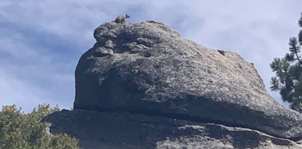 Giant rock with a animal on top of it
