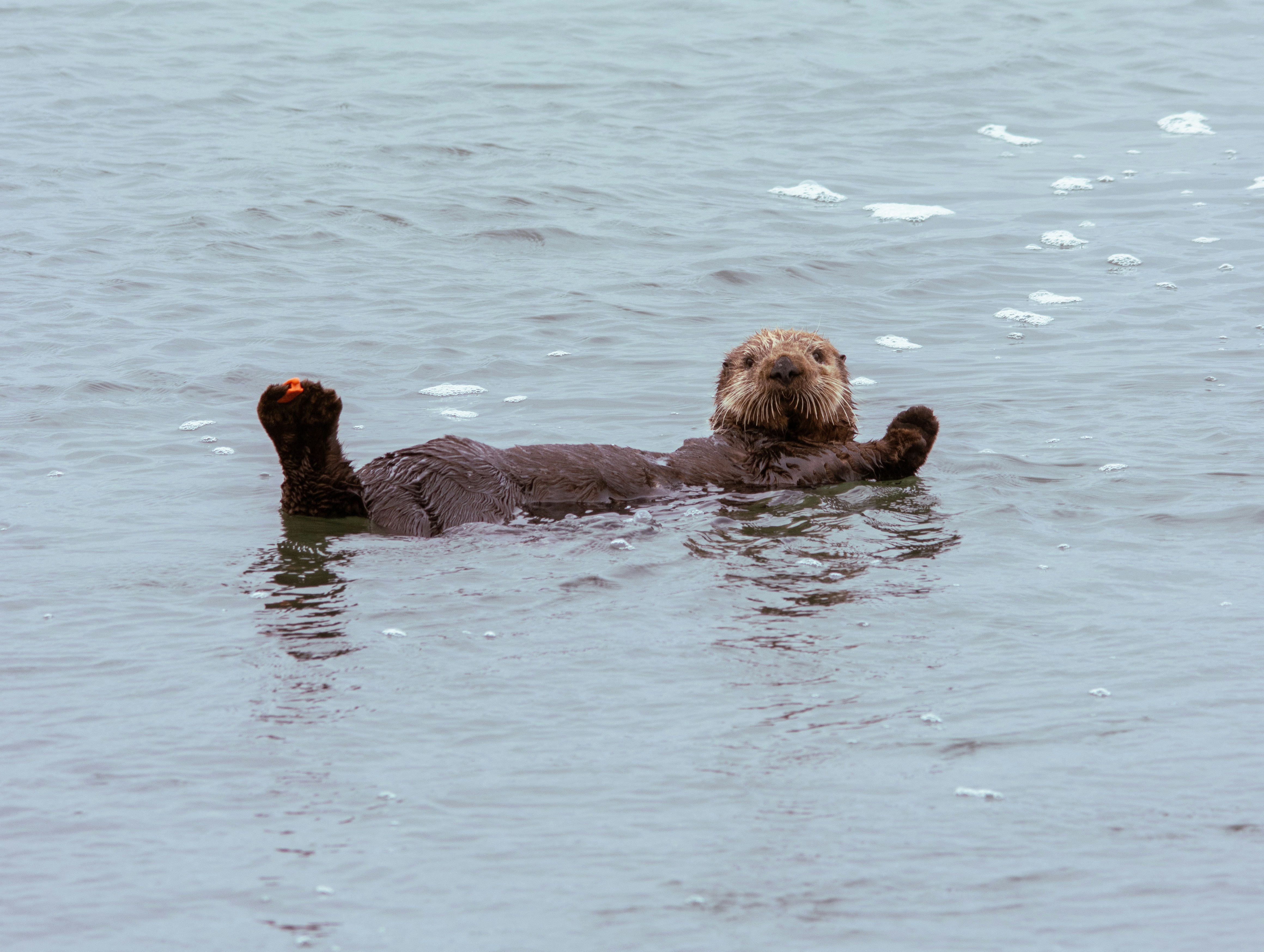 Waving Sea Otter