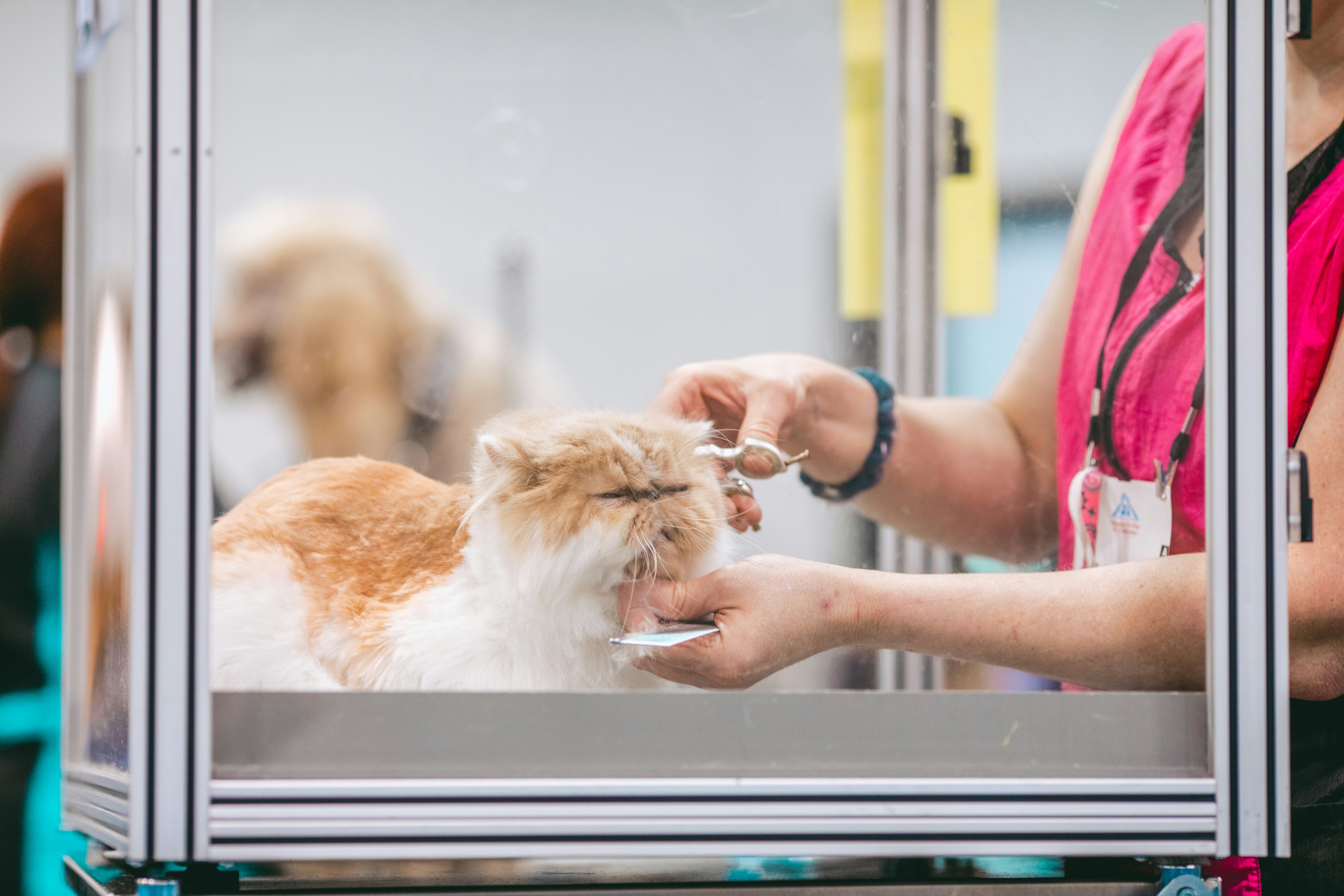 Light brown and white cat getting groomed