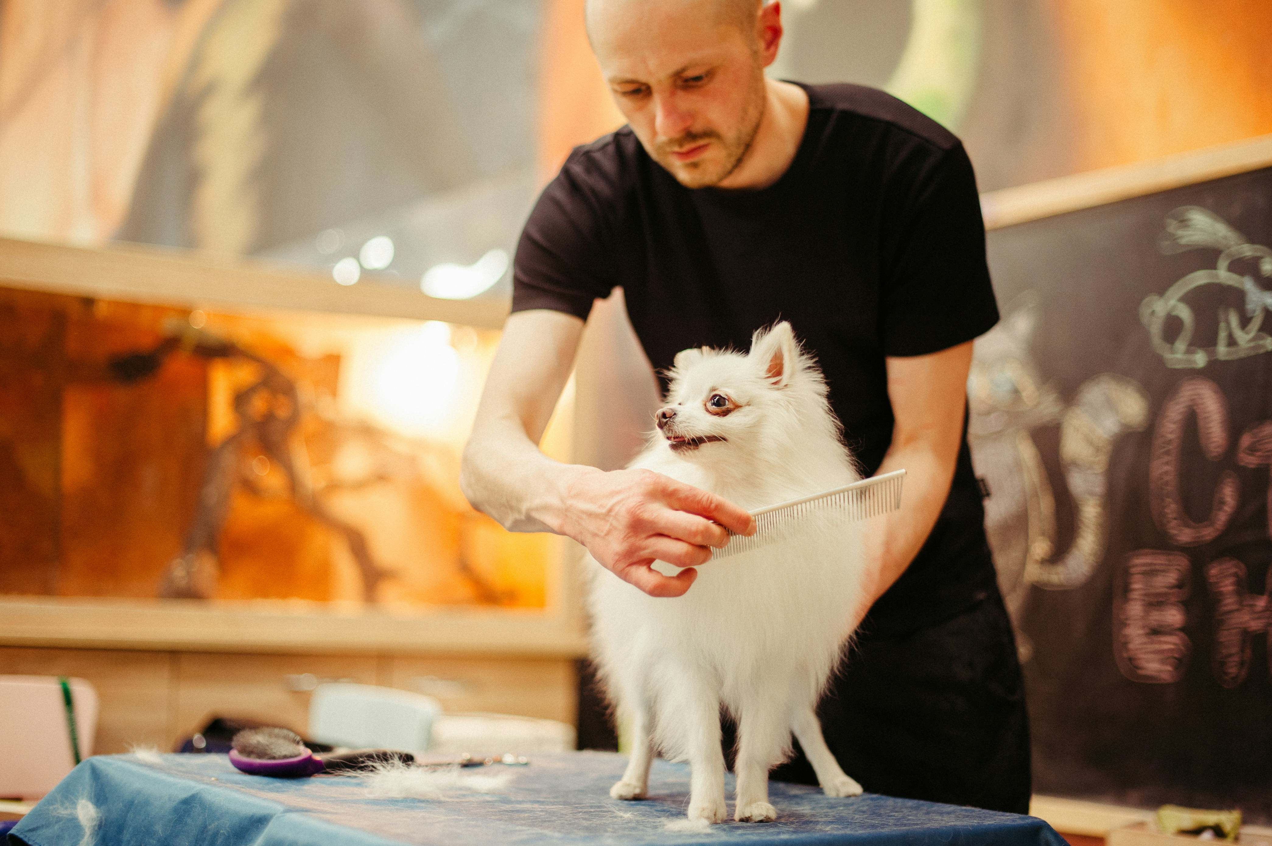 White small dog getting groomed