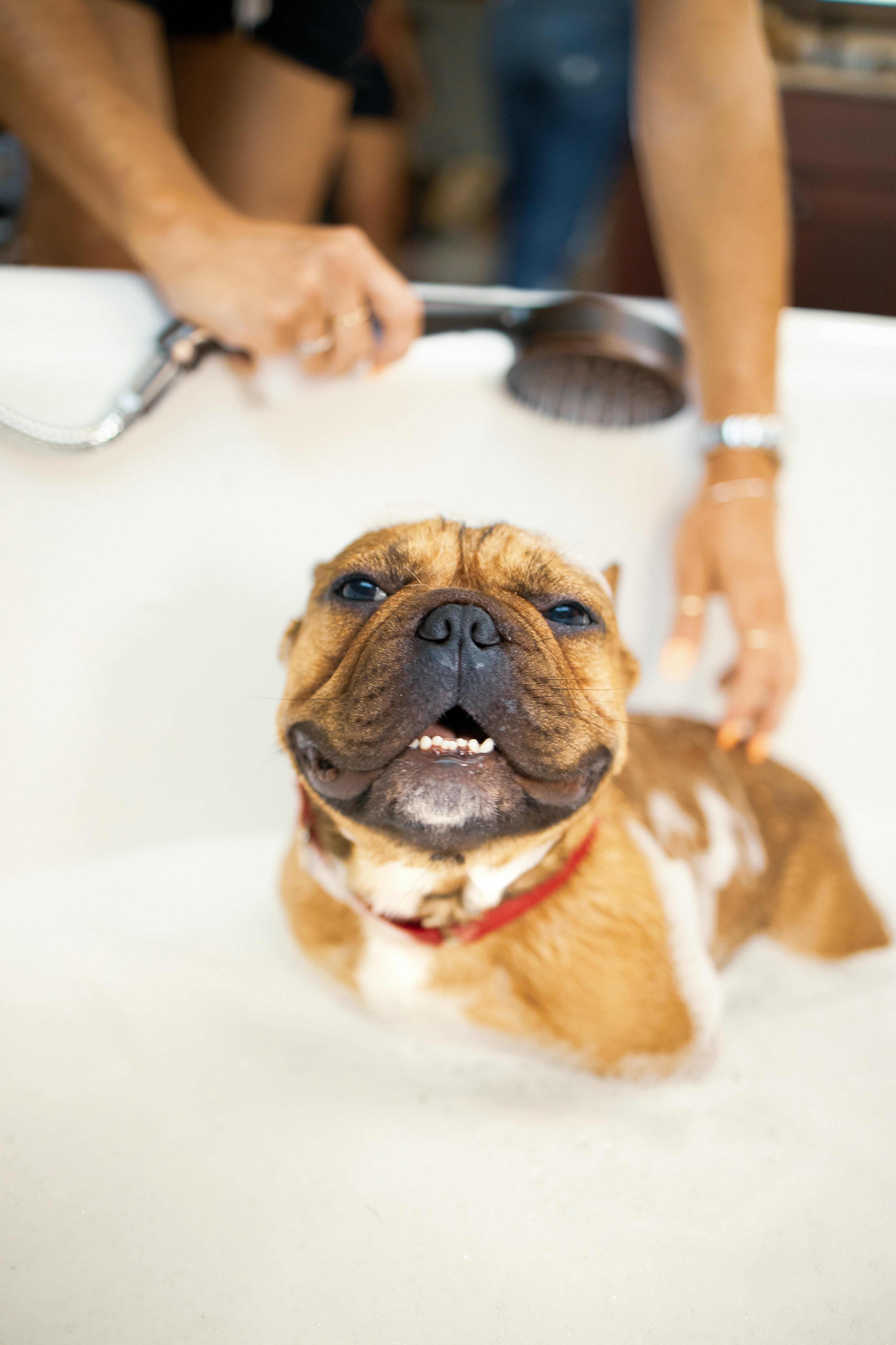Small cute brown dog getting groomed
