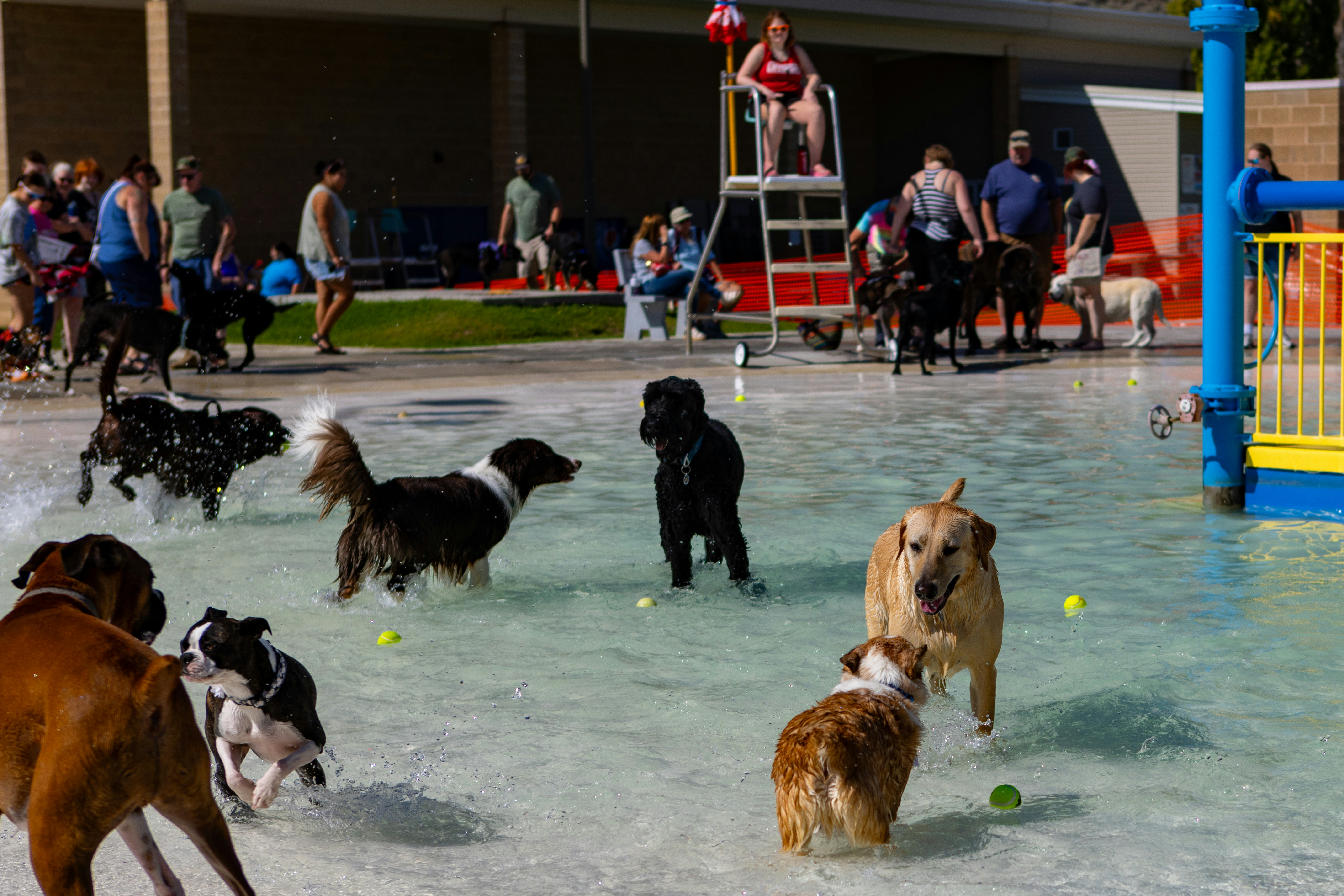 Pet Daycare