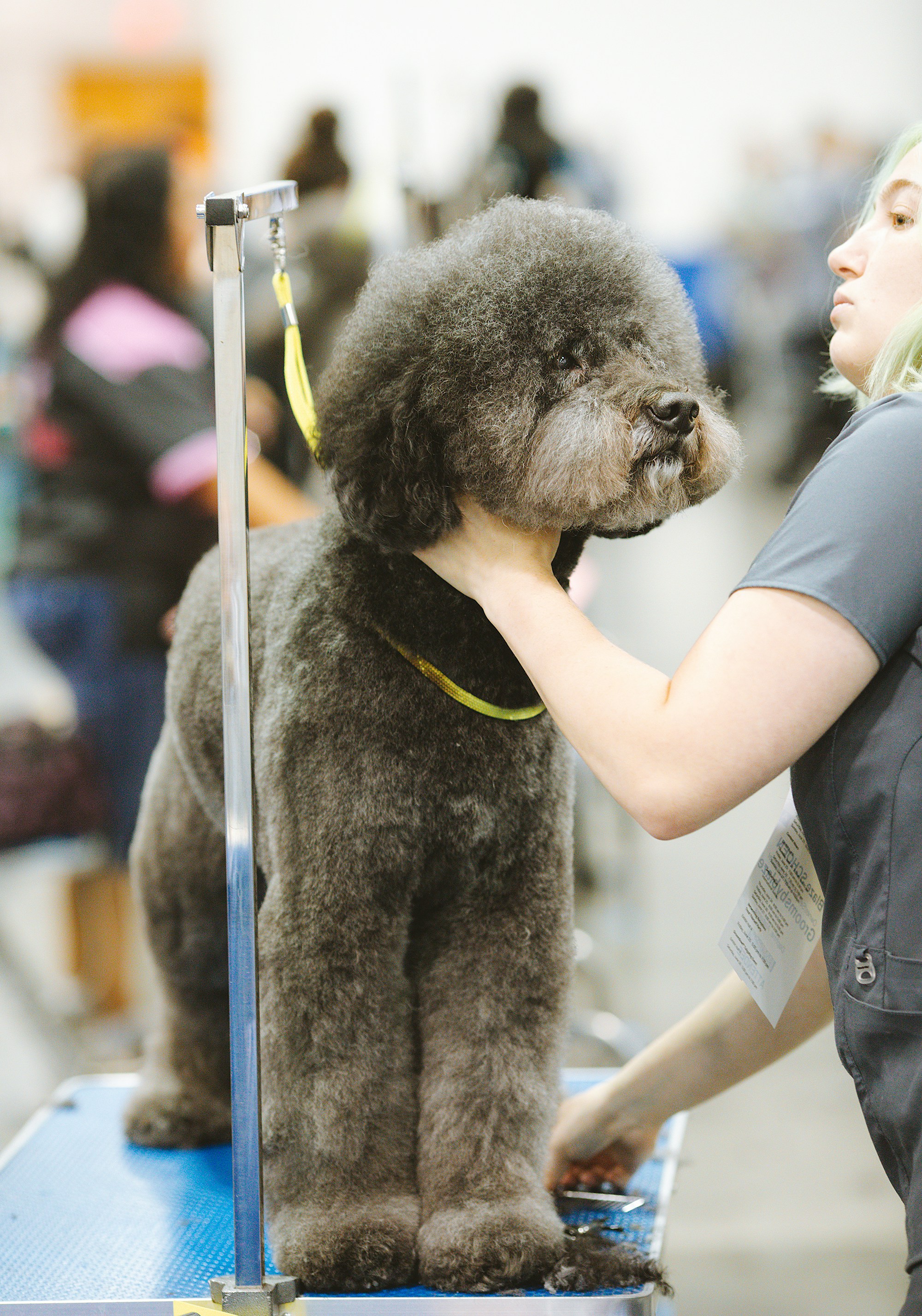 Pet Grooming