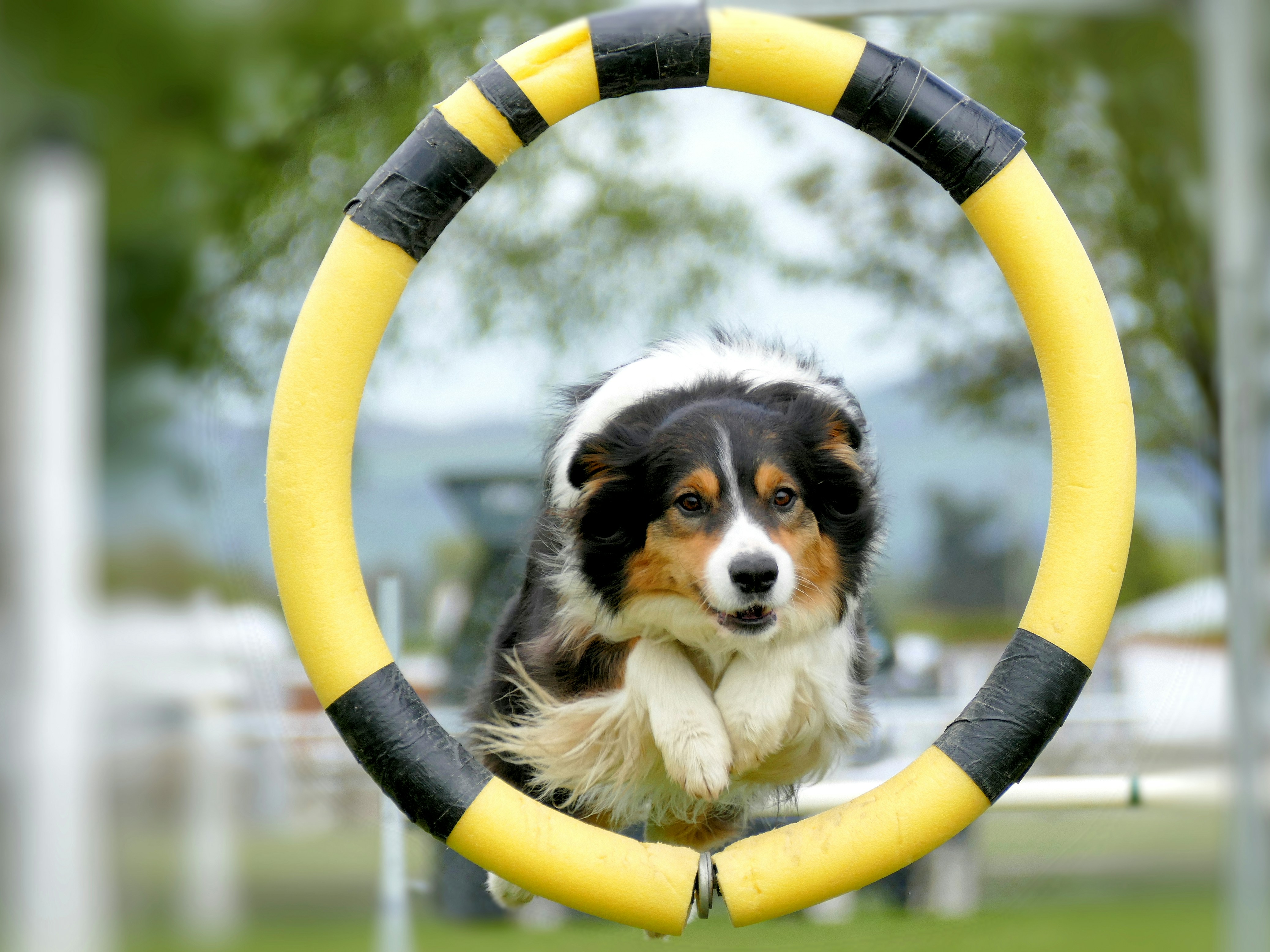 Pet Training