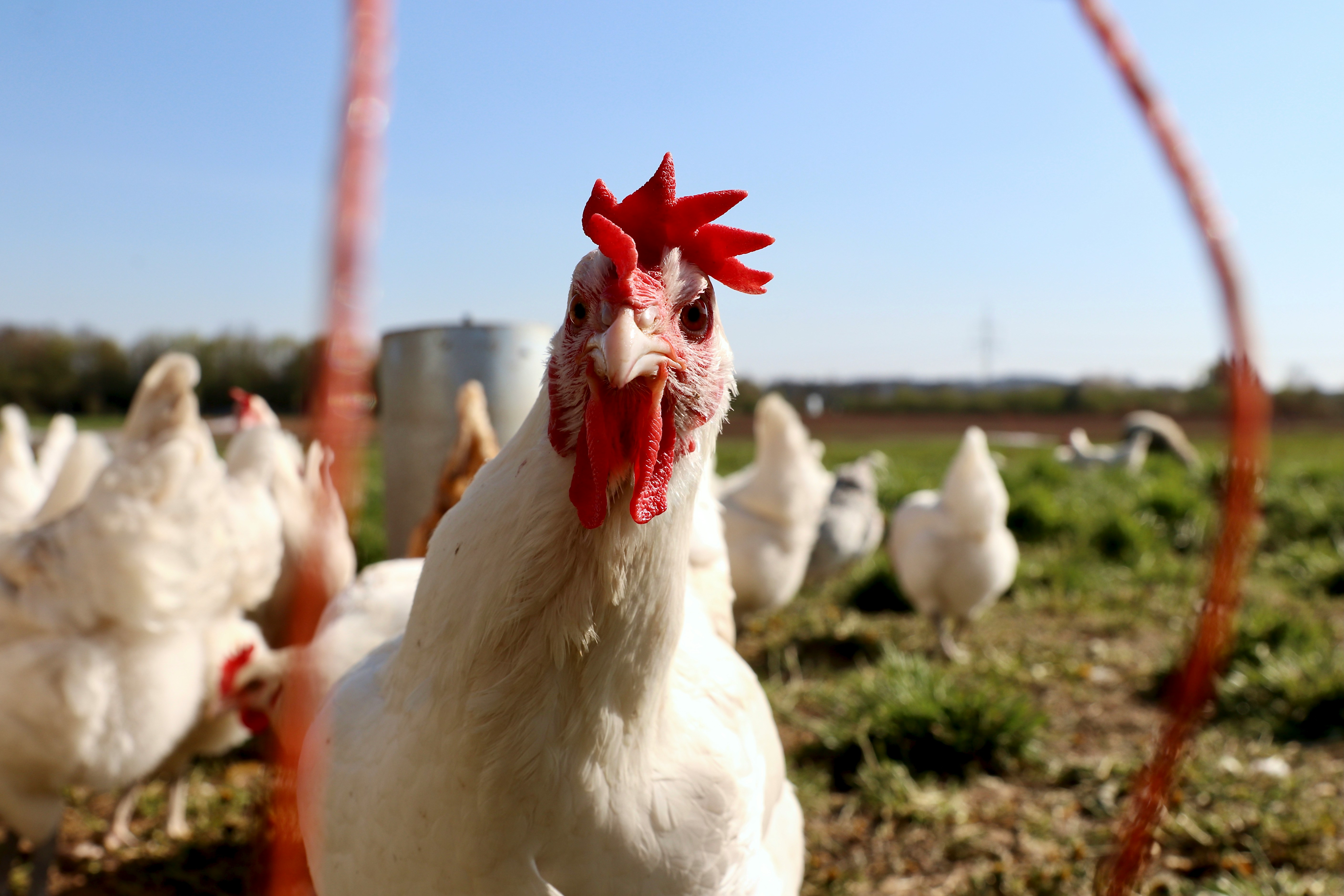 chicken staring at you