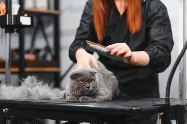 Cat getting groomed