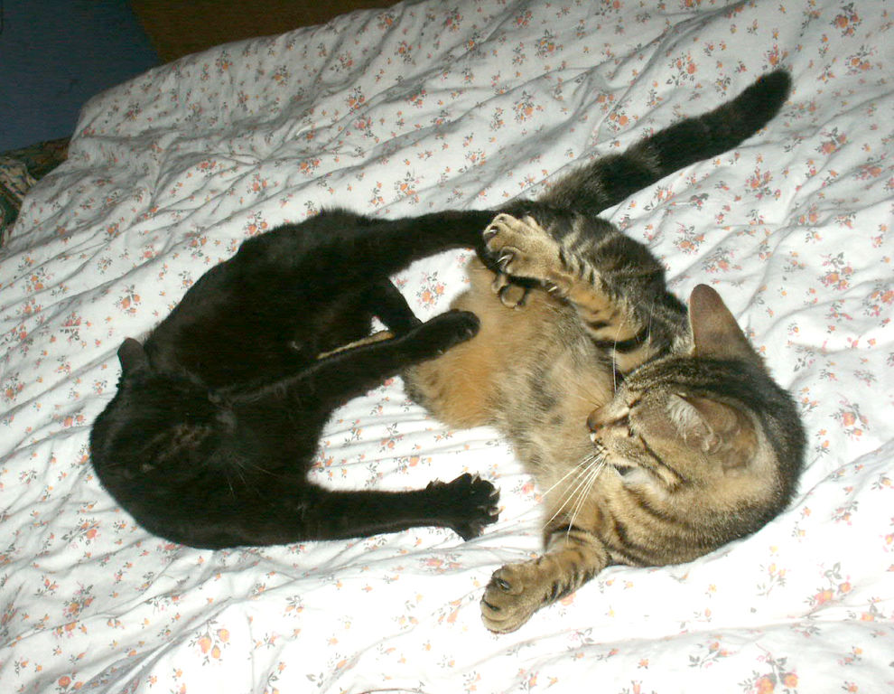 Cats playing together