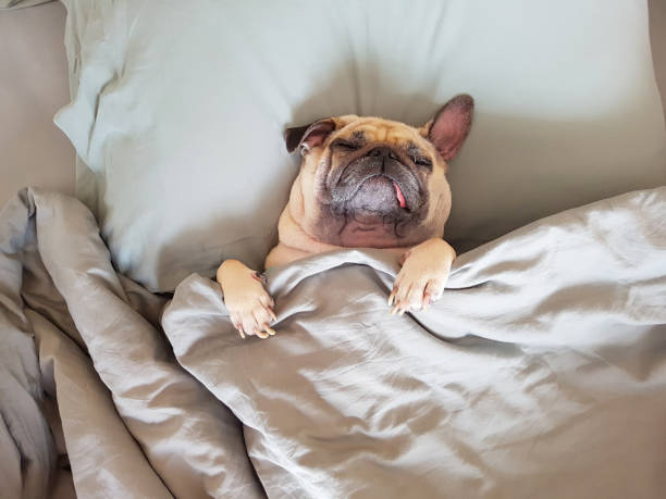 Dog sleeping comfortably