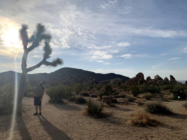 joshua tree