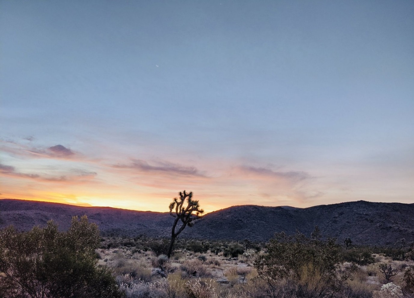 Sunset Joshua Tree