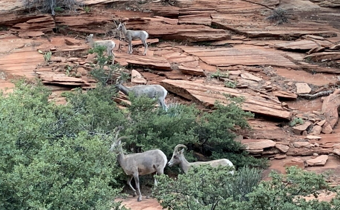 Animals