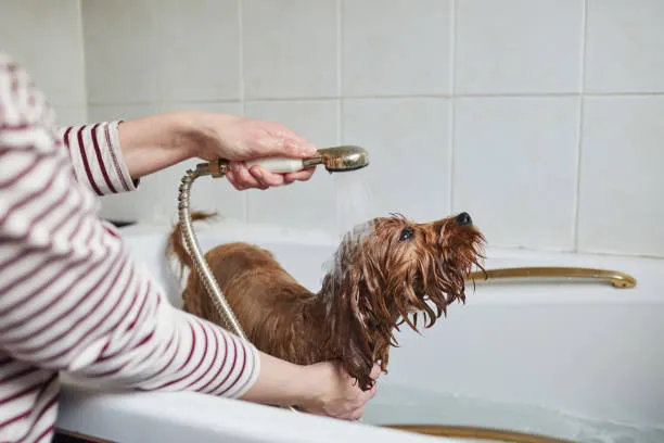 doggy getting a bath