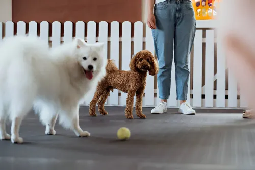 boarddog