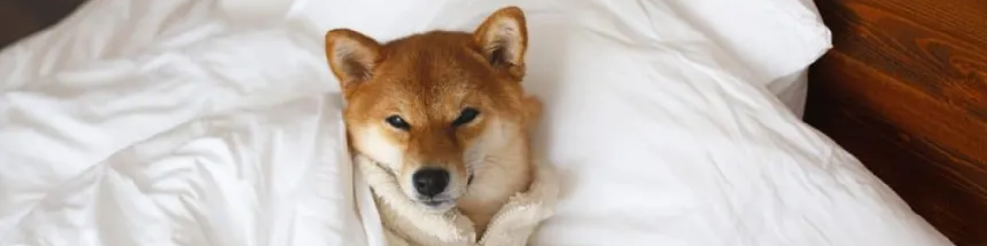 dog3